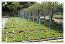 Adenium Thai Socotranum Seedlings