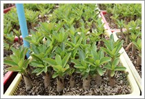 Adenium Thai Socotranum Seedlings