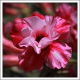 ไม้ดอก ชวนชม สายพันธุ์ฮอลแลนด์ - ดับเบิลเซโลน่า